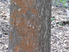 Trentepohlia umbrina