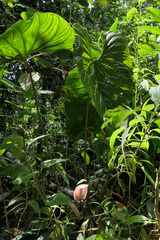 Anthurium formosum image