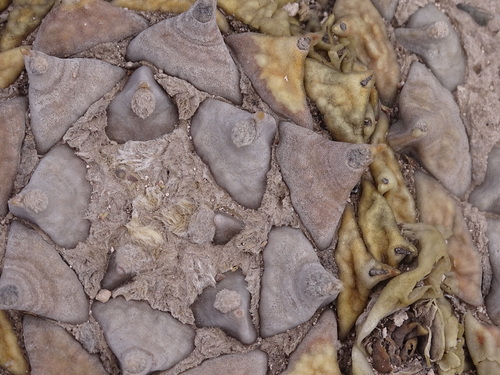 Ariocarpus retusus