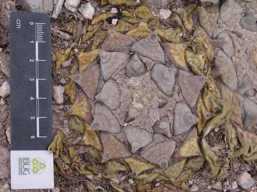 Ariocarpus retusus