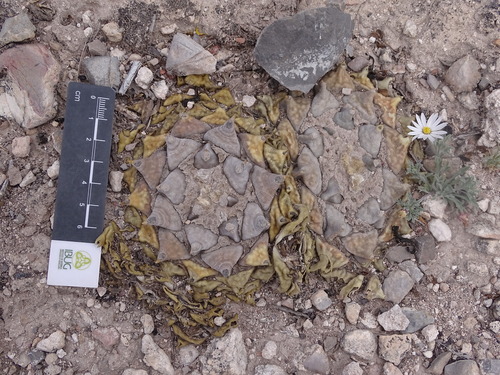 Ariocarpus retusus