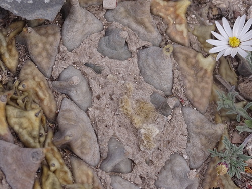 Ariocarpus retusus