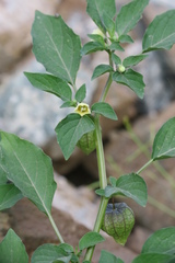 Physalis minima