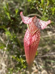 Sarracenia leucophylla image