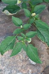 Physalis minima