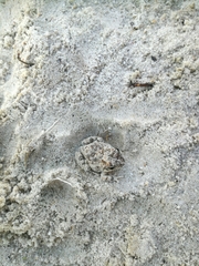 Tomopterna delalandii