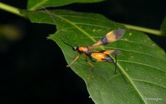 Hiranetis braconiformis