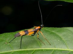 Hiranetis braconiformis