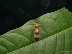 Hiranetis braconiformis