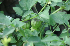 Physalis minima