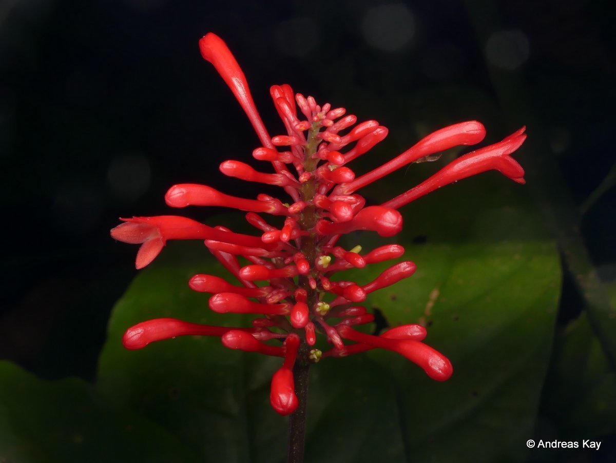 Odontonema