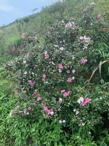 Rhodomyrtus tomentosa