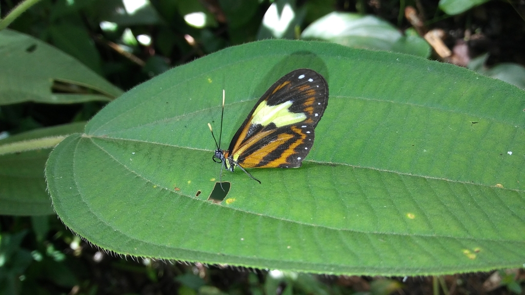 Hypothyris leprieuri