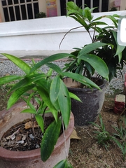 Dracaena surculosa