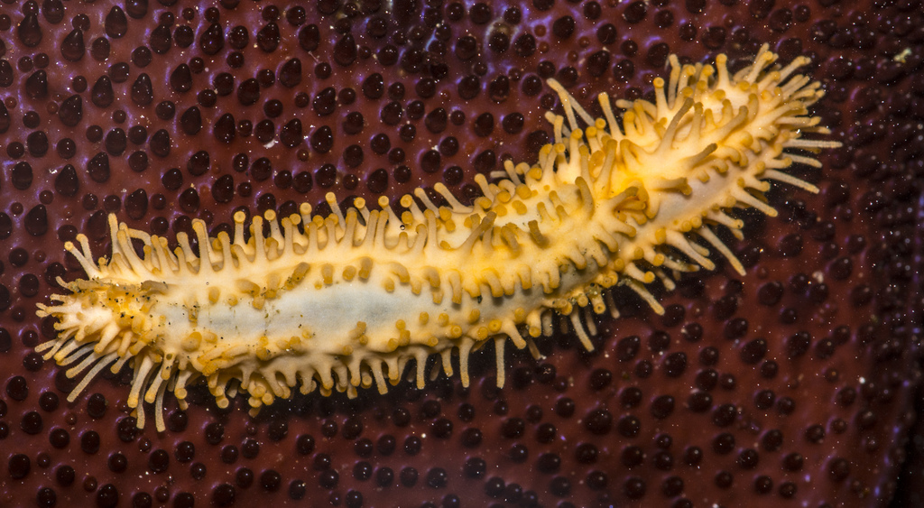 Sclerodactylidae