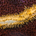 Pepinos de Mar - Photo (c) Jerry Kirkhart, algunos derechos reservados (CC BY)