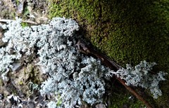 Stereocaulon corticatulum