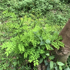 Adenanthera microsperma