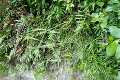 Rytidosperma gracile