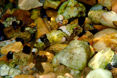 Pygmy Sculpin photo 2
