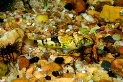 Pygmy Sculpin photo 1