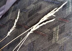 Rytidosperma gracile