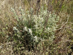 Artemisia caerulescens gallica