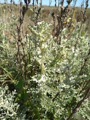 Artemisia caerulescens gallica