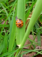 Harmonia axyridis