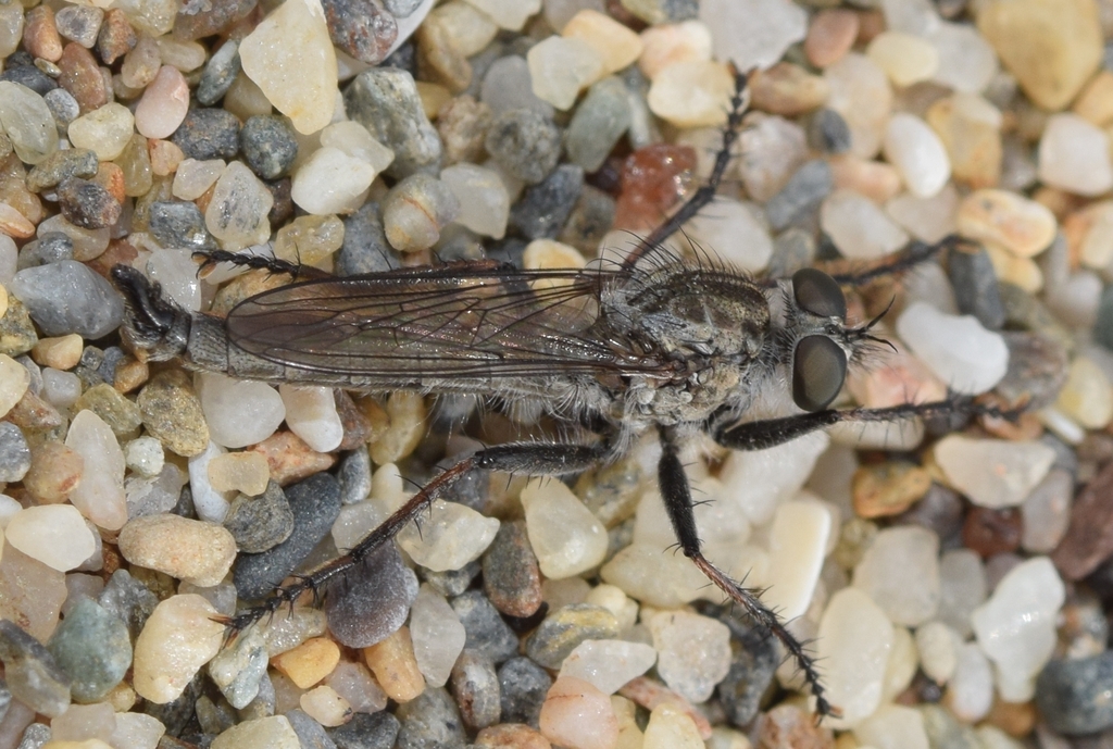 Tolmerus fuscus