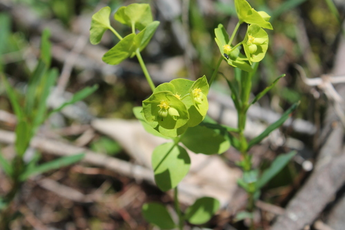 Image of Euphorbia ouachitana by (c) Dominic, some rights reserved (CC BY)