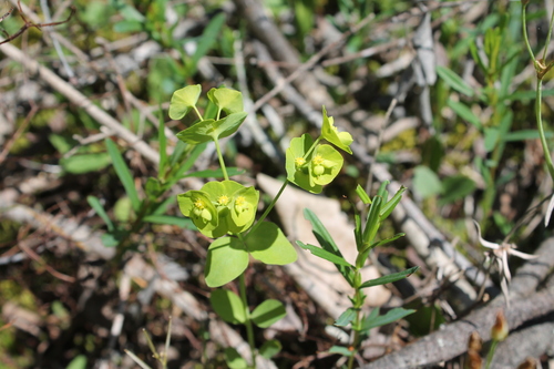 Image of Euphorbia ouachitana by (c) Dominic, some rights reserved (CC BY)