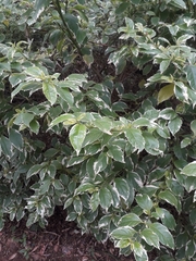 Magnoliopsida