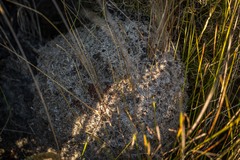 Myrmicaria nigra