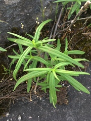 Helianthus porteri