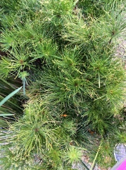 Cyperus prolifer