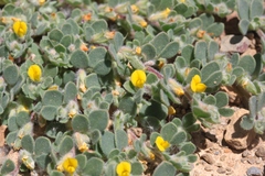 Acmispon brachycarpus