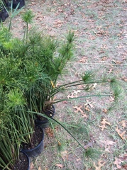 Cyperus prolifer