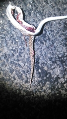 Arizona elegans elegans