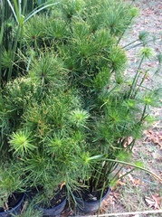 Cyperus prolifer