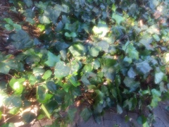 Hedera