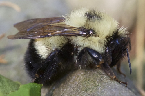 Half-black Bumble Bee