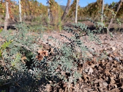 Prosopis strombulifera