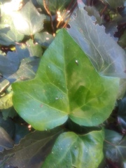 Hedera