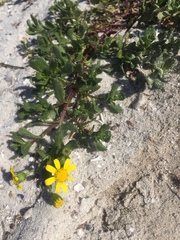 Senecio maritimus
