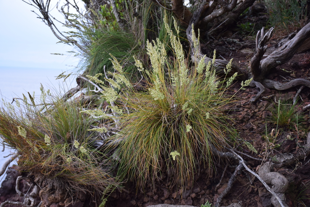rock fescue