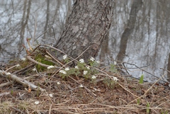 Anemonoides amurensis