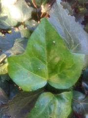 Hedera