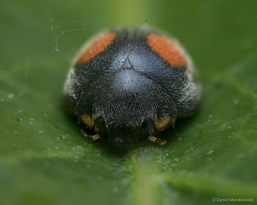 Platynaspis capicola