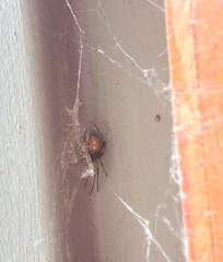 Latrodectus geometricus